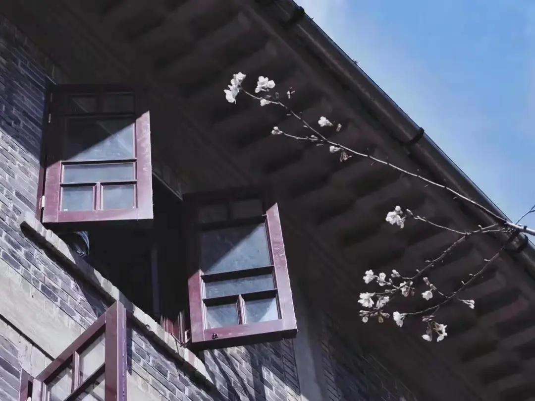 “我还没见过有那个城市的春天，能比武汉还美！”