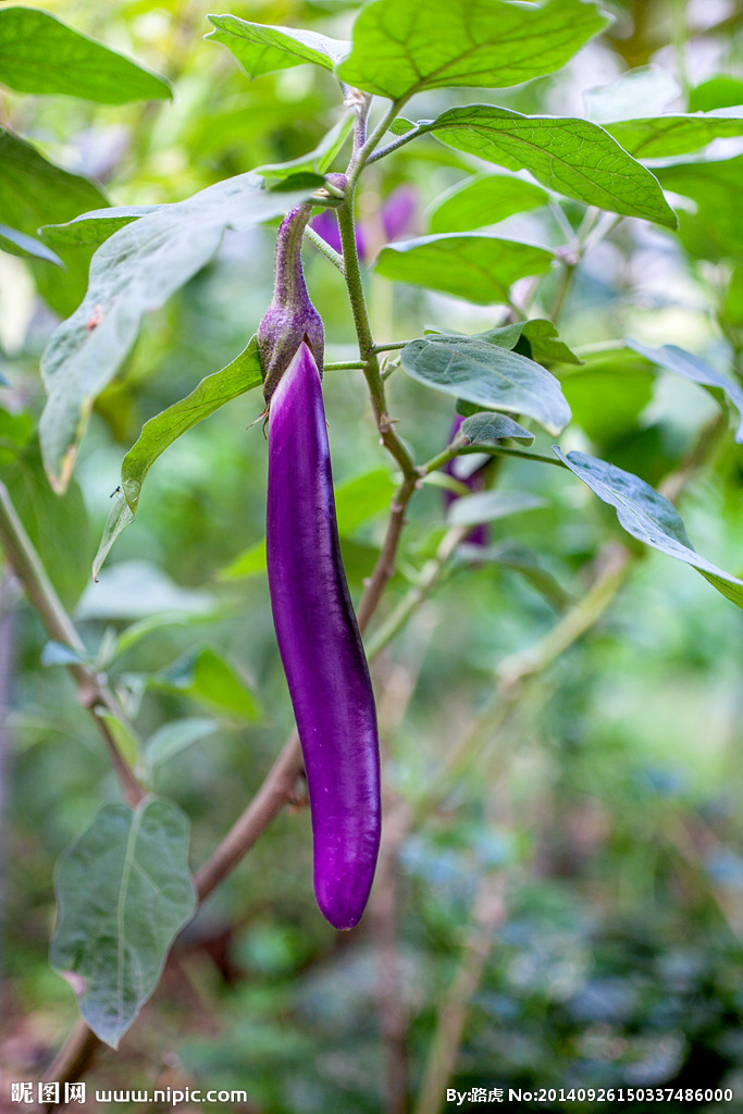 茄子应该怎么挑选 (教你怎么挑选茄子)