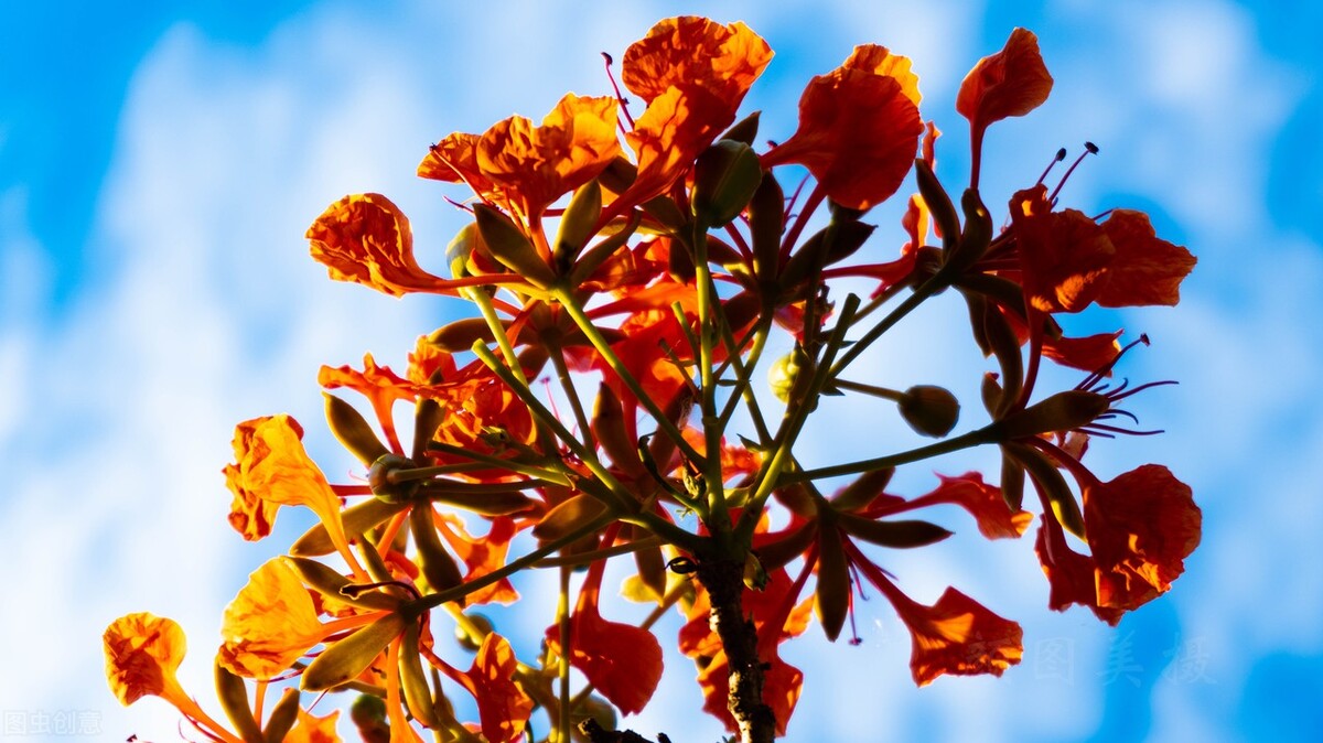 花草中的“火凤凰”,树上树下同惊艳,可惜只有南方人有眼福