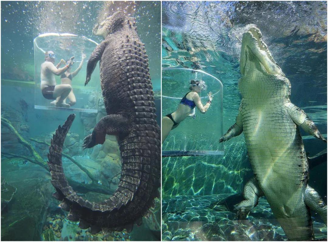 30张活久见的巨物照片,23张令人窒息的照片太像了