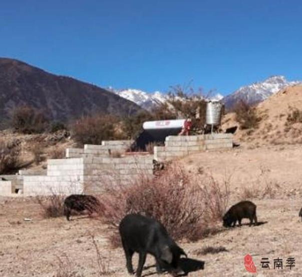 藏香猪小香猪,健康藏香猪