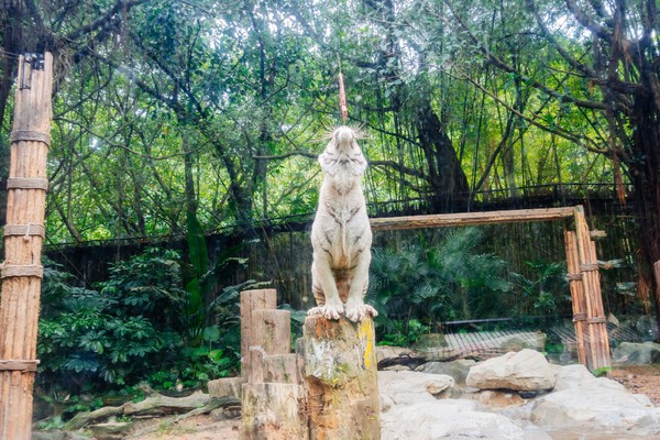 广州长隆旅游攻略自由行详细,广州长隆五一节3天2夜亲子游攻略