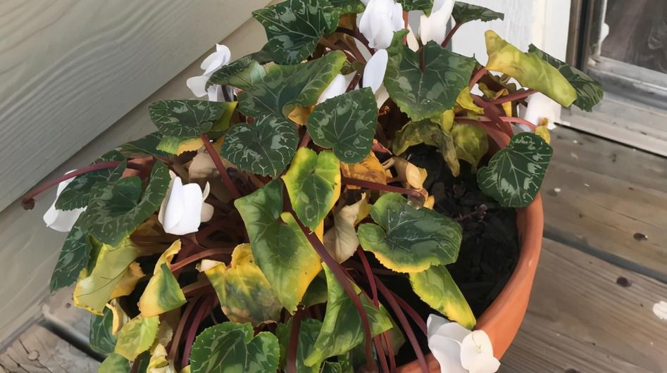 夏天养仙客来怎么养,半年苗仙客来休眠怎么养护