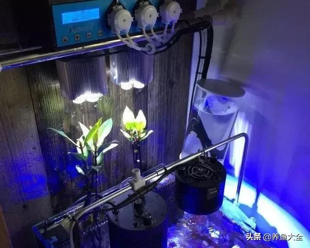 原生缸混养好还是单养好,无蛋分无过滤可以养小丑鱼吗