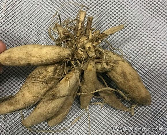 大丽花球根腐烂能种活吗,大丽花球根不挖来年可以发芽吗