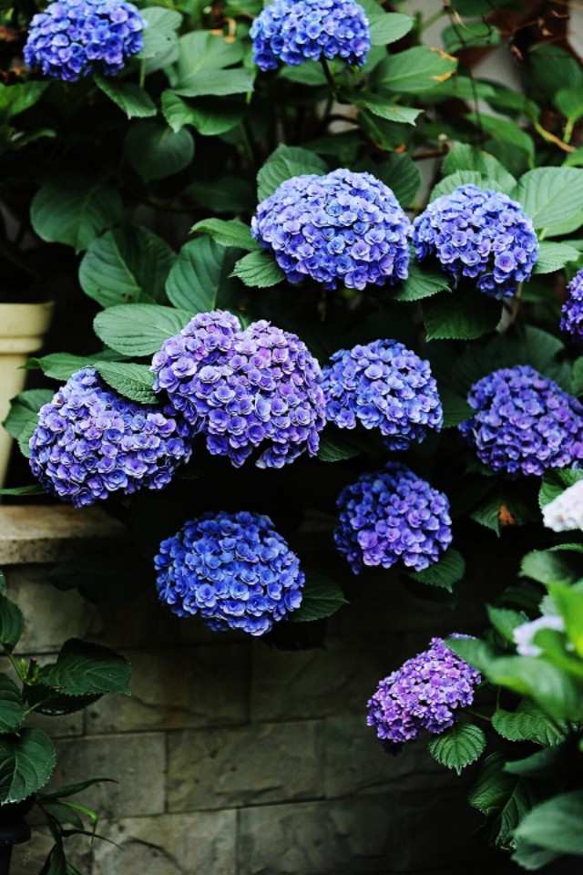 为什么你的绣球还没开花就烂了,你的绣球没有花苞怎么办