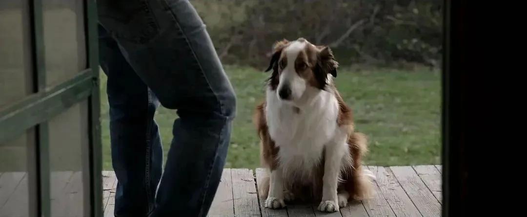 温子仁为什么叫这个名字,温子仁有多牛