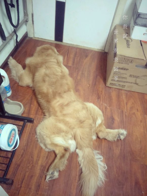 金毛卷毛能拉直吗,如何解决金毛卷毛