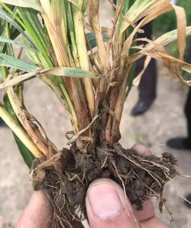 小麦缺肥发黄怎么办,小麦根发黄是什么病