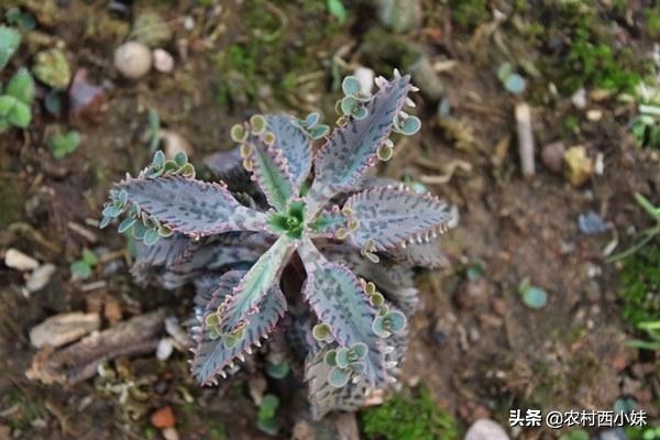 不死鸟多肉怎么种植,不死鸟多肉怎么种