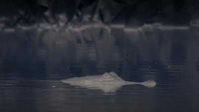 豆瓣netflix电影,bbc地球奇观纪录片