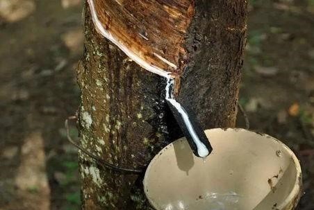 网上买乳胶枕怎么防止被骗,网上买的乳胶枕注意什么