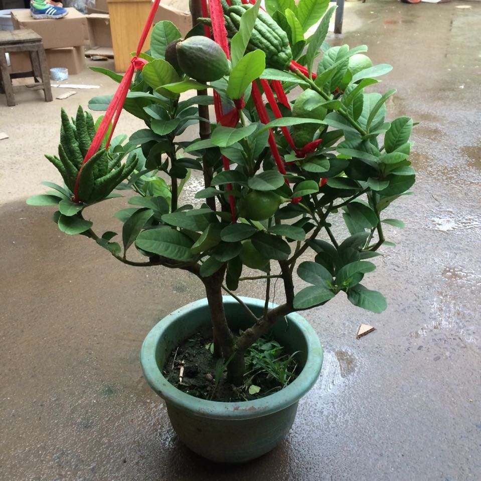 花盆种果树能结果吗,用花盆种柠檬能结果吗