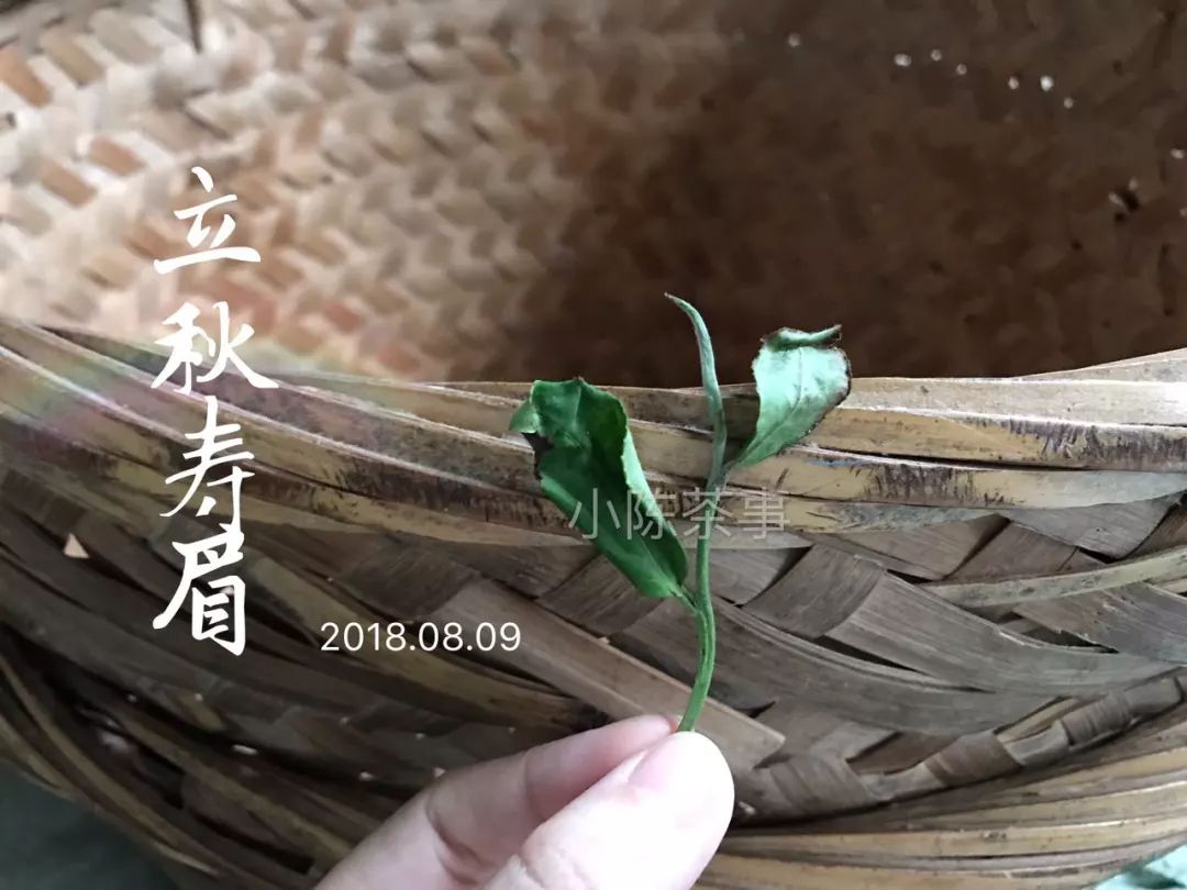 买茶叶怎么确保是新茶 (网上买的新茶能放多久)