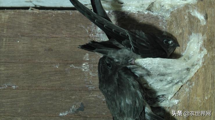 了不起的新农人|给金丝燕打造一个五星级的家,专访老燕行廖文烽