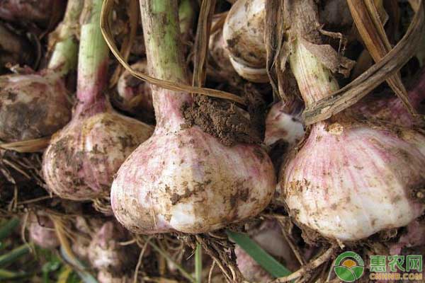种植大蒜的步骤和方法简单点,大蒜的种植技术怎么播种