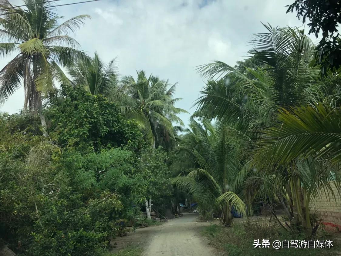 东郊椰林青椰,海南省东郊椰林树影