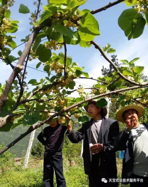 猕猴桃花果期怎么管理,一年猕猴桃树怎么管理