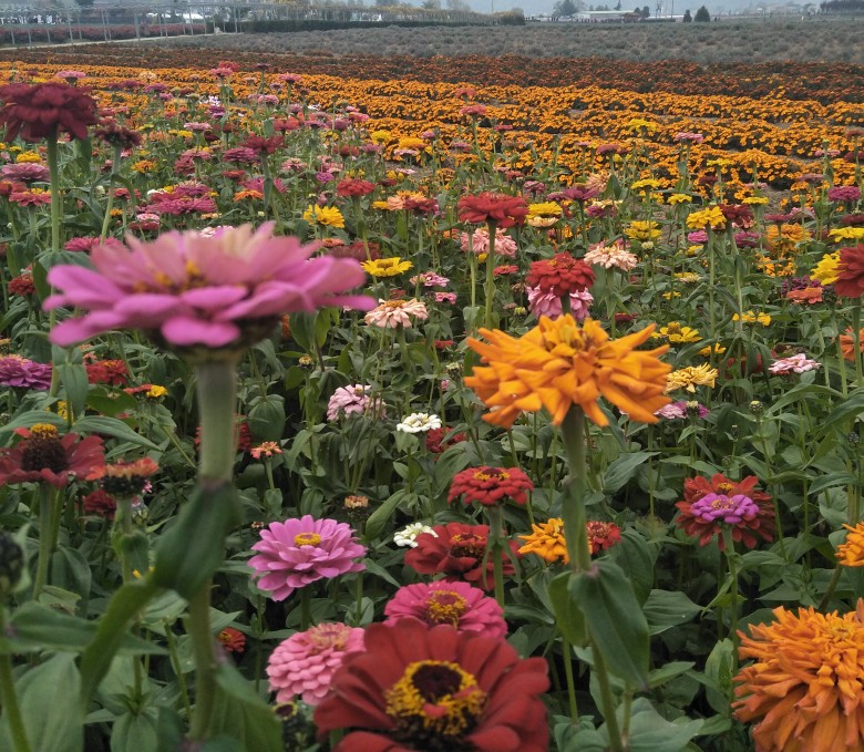 以租代购四年买车,买了一台以租代购的车还能再买吗