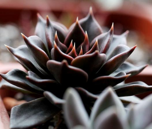 多肉早安图片大全,多肉大全100图