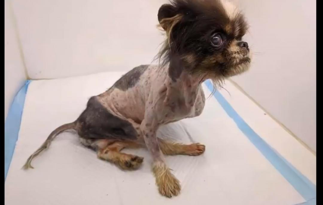 狗狗被遗弃后哭着追主人车,遗弃狗狗导致狗狗被车撞