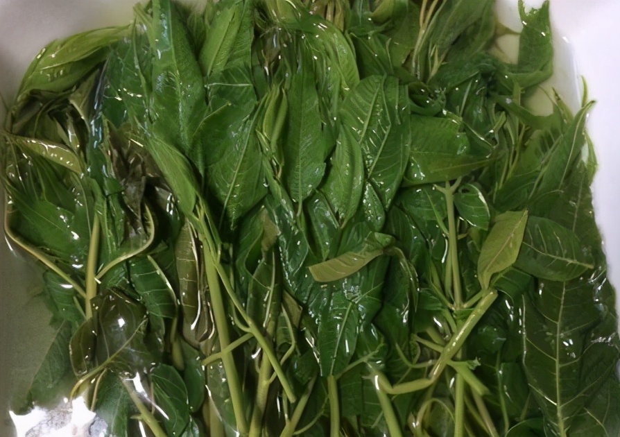 香椿要焯水后怎么腌制时间长,焯水腌香椿的正确方法