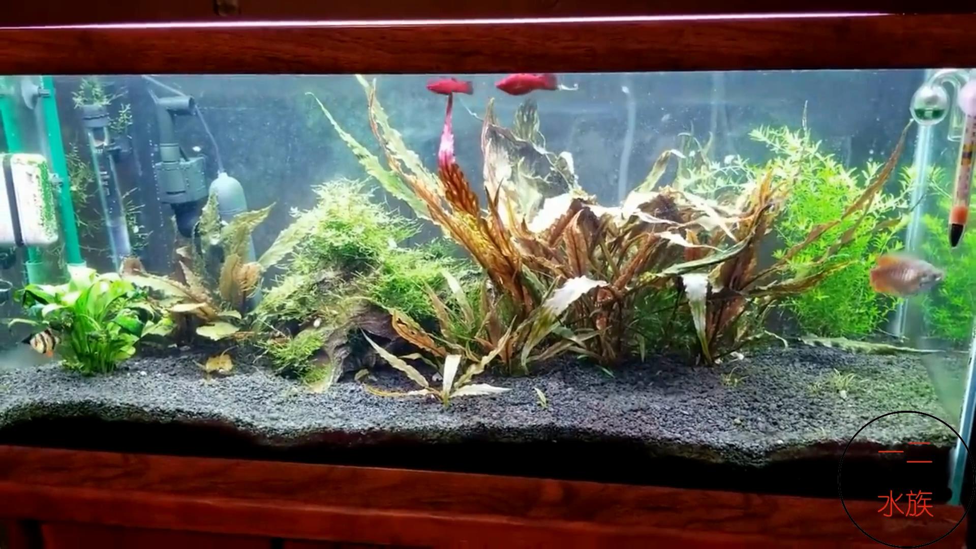 鱼缸绿水了用杀菌灯正确使用方法,鱼缸治理绿水的最佳方法是