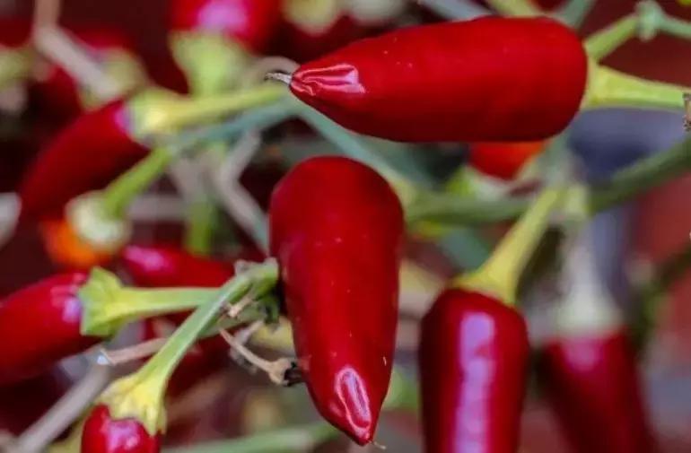 澳大利亚抗癌饮食,多吃辣椒抗癌是真的吗