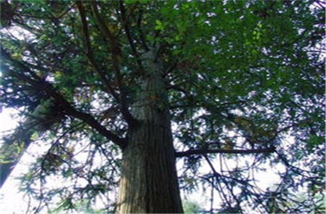 杉木栽植技术要点有哪些,杉木种植方法与技术