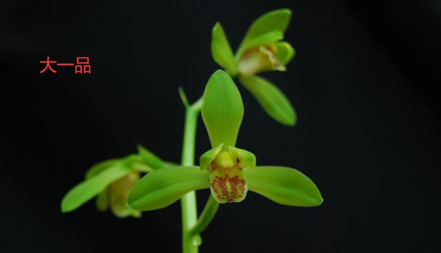 蕙兰新品图片欣赏大全,蕙兰新八种叶片欣赏