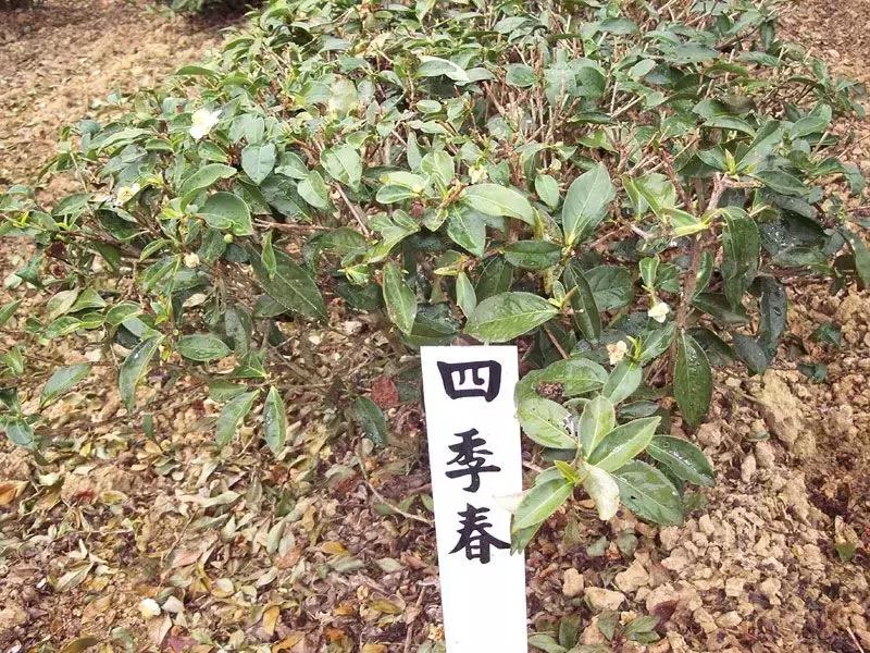 如何成为一名懂茶人,如何快速成为茶专家