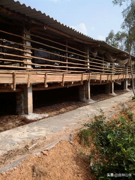 养羊棚舍建造实景图,农村羊舍最简易建造