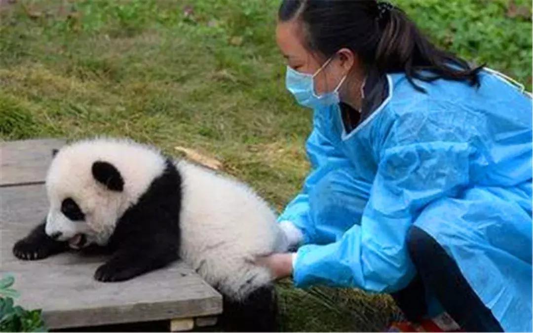 安倍访华欲再租大熊猫，旅日熊猫或将突破十只，住所已安排妥当！