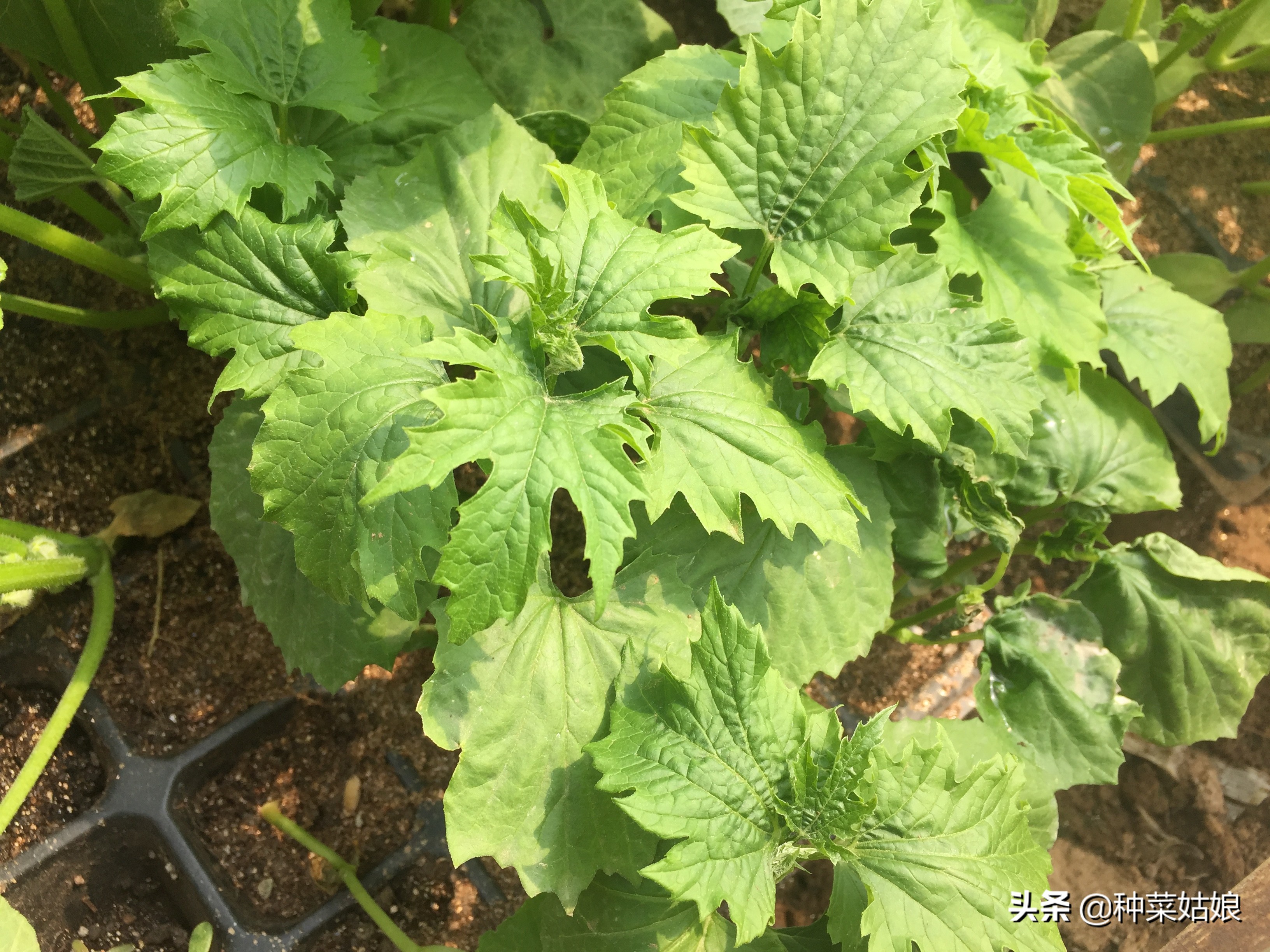 苦瓜种植后多久结果,苦瓜一般种植多久可以结果