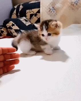 小奶猫的危害视频,小奶猫有什么危险