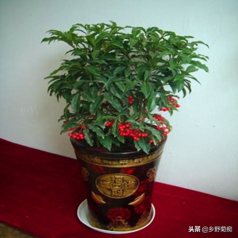 年宵花富贵子的养殖方法,花卉富贵子的栽培方法和技术