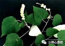 中药图片大全名称,中药图片大全带药名高清