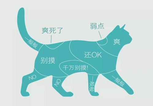 小猫咪不让抱着睡怎么办,扼住命运的喉咙猫咪