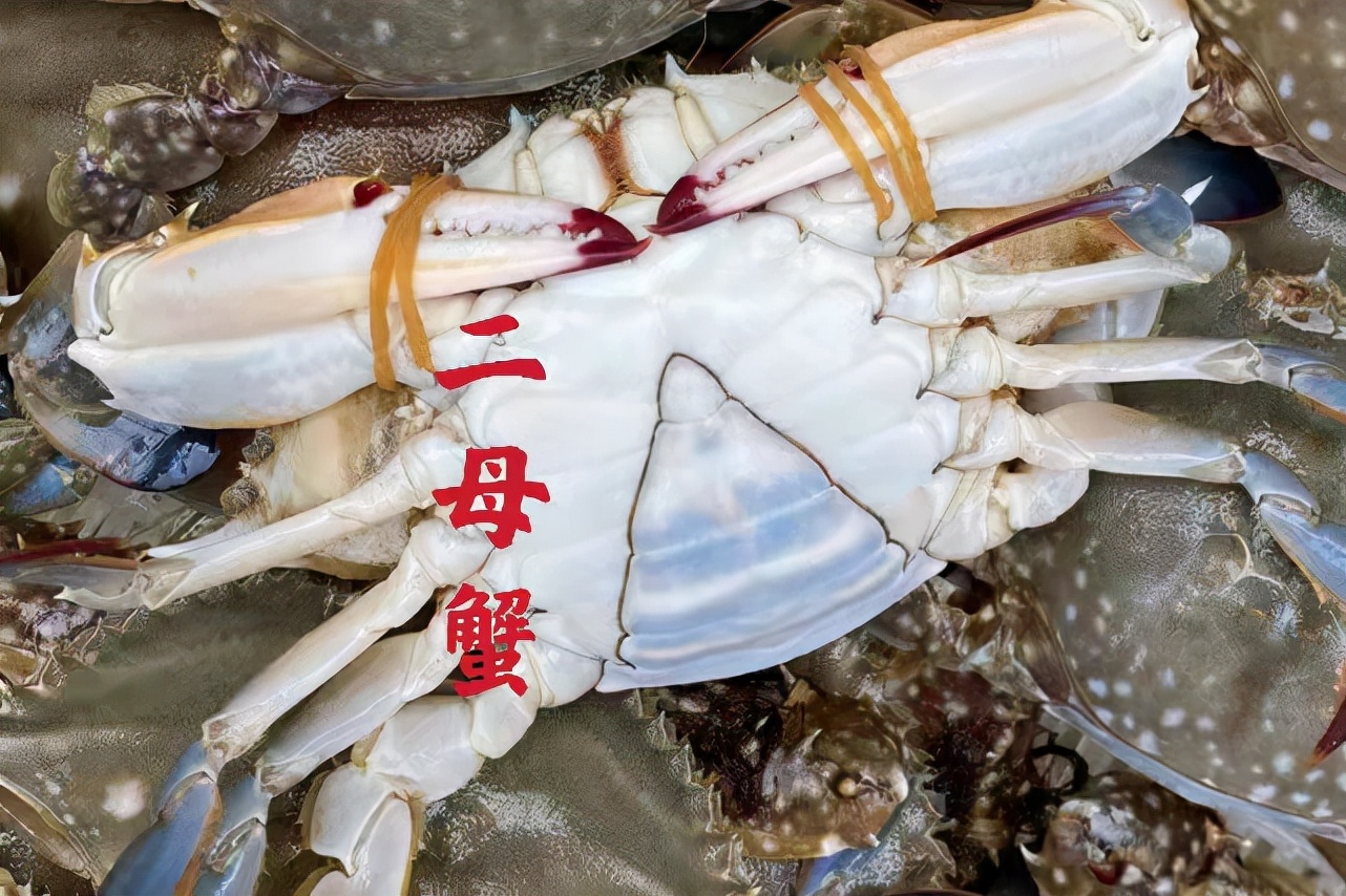 怎么挑选螃蟹肥不肥,怎样挑选螃蟹的肥度