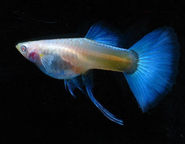 我们草缸养的孔雀鱼原来都错了，它更适合这种环境生存