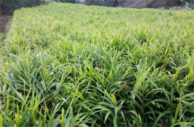 怎样种植一沟双排生姜得高产,于师傅生姜高产技术讲座十二期