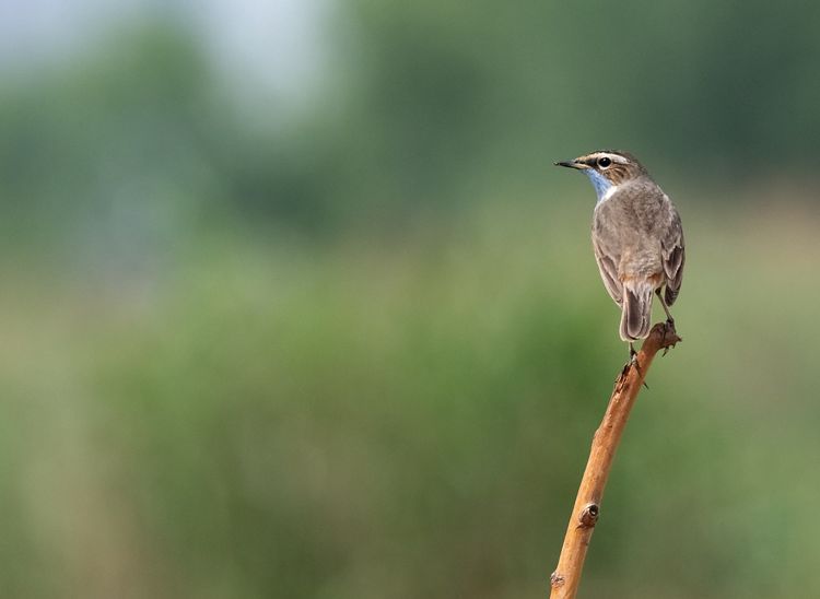 情人岛拍摄地点,情人岛航拍视频