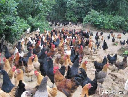 农民回乡种田种植粮食发展养殖,农村女大学毕业回乡创业养殖