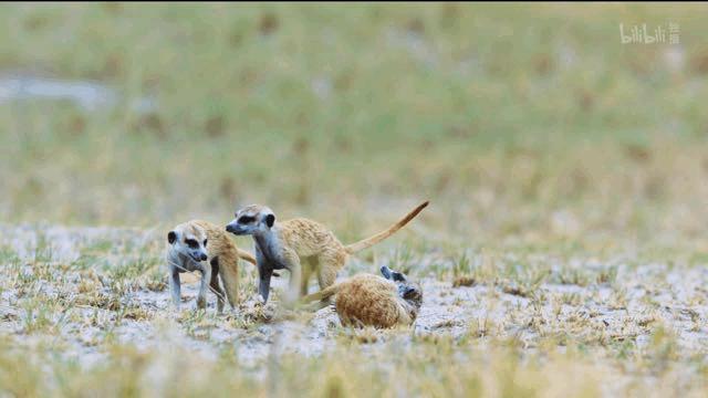 bbc纪录片最值得看的,bbc神级纪录片豆瓣评分超9