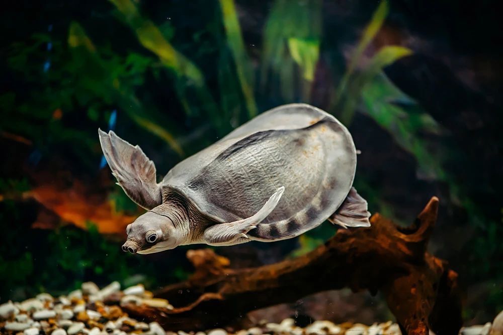 淡水河一霸!什么才算猪鼻龟的完美生活?