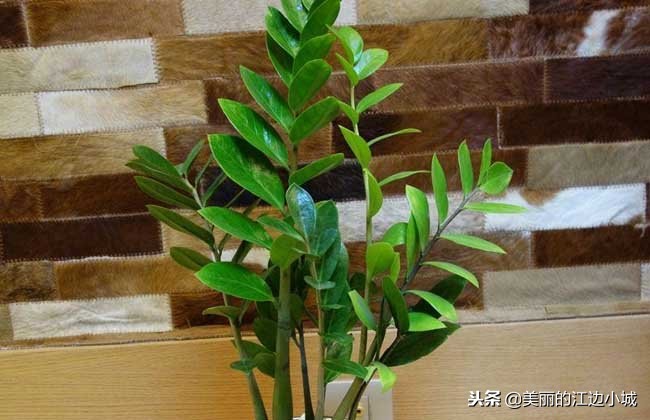 金钱树怎么养叶子碧绿肥厚,金钱树要怎样养才越养越漂亮