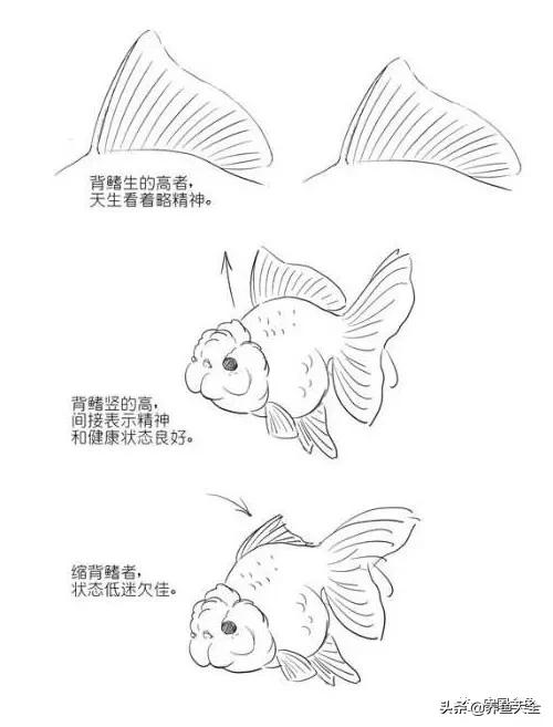 金鱼要怎样买才不会被坑,买金鱼的时候如何选才好