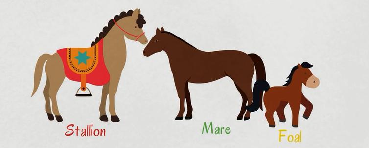 常见动物英语词汇大全,英语常见词汇大全表