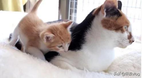 小橘猫追上去被打,小橘猫被吓到