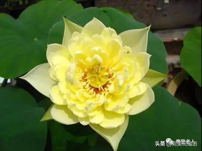 大年初三群相册，有群的都看看，太美了，这辈子见一次值了